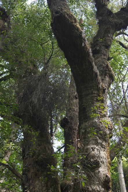 ����ɽ���